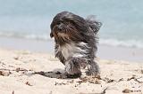 PETIT CHIEN LION 120